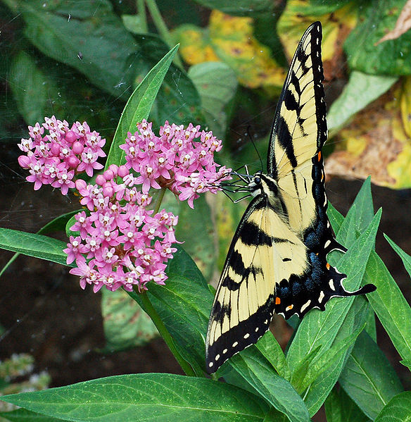 Asclepias incarnata