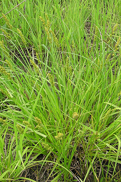 Carex stipata