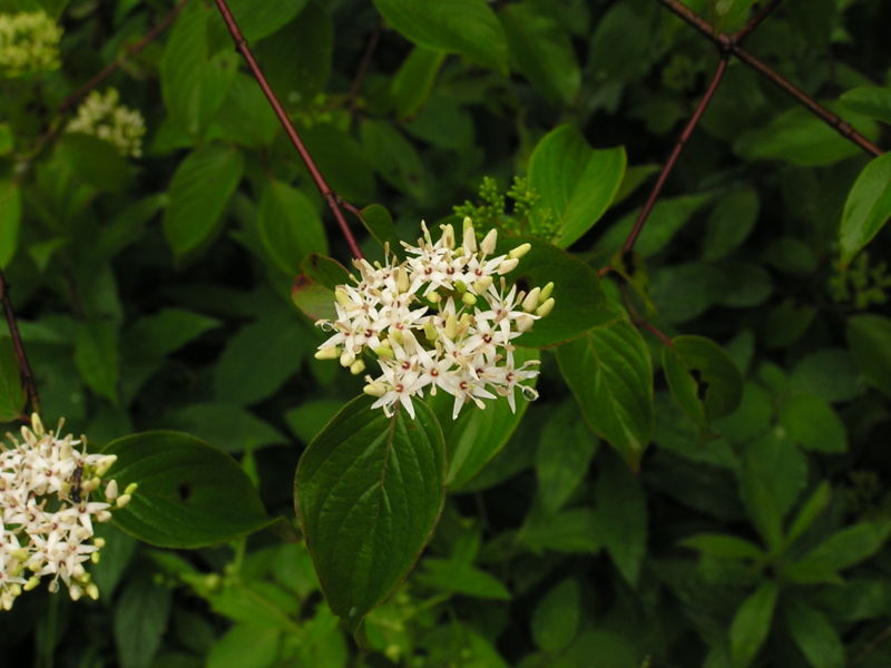 Cornus amomum