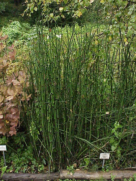 Equisetum hymale