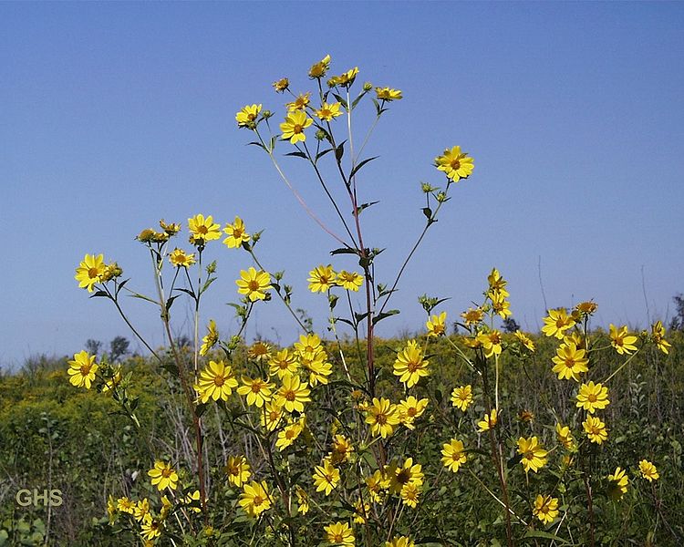 Helianthus giganteus