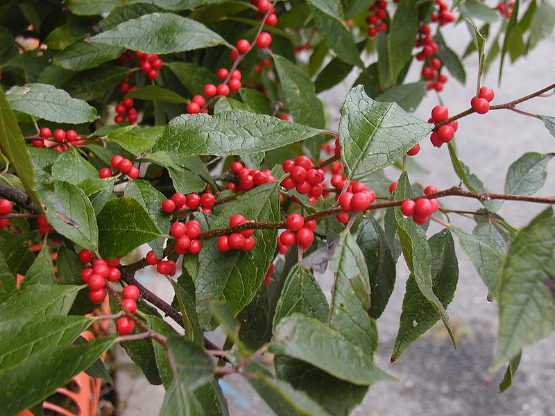 Ilex verticillata