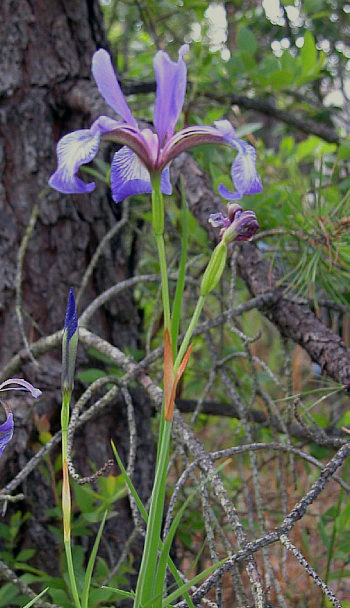 Iris prismatica