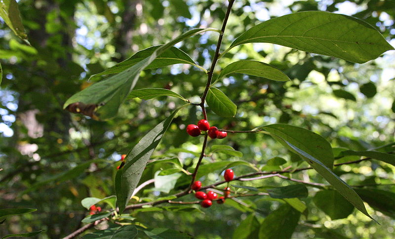 Lindera benzoin