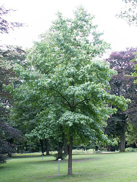 Liquidambar styraciflua