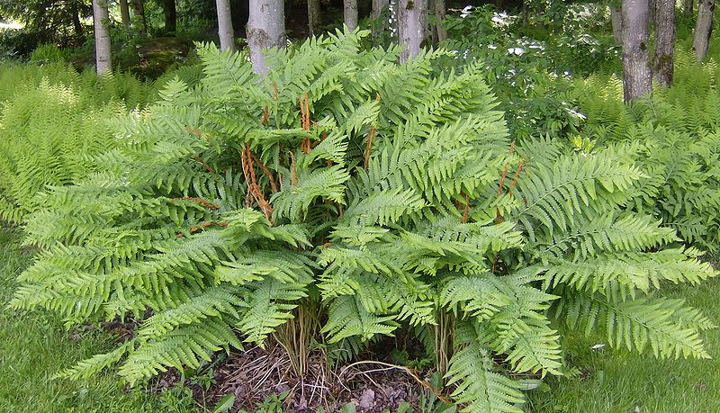 Osmunda cinnamonea