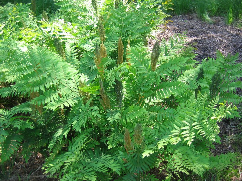 Osmunda regalis