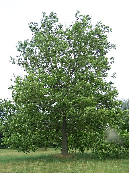 Platanus occidentalis