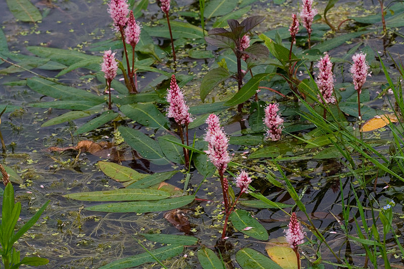 Polygonum amphibium