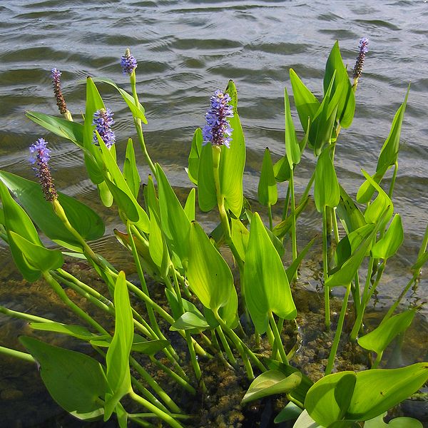 Pontederia cordata