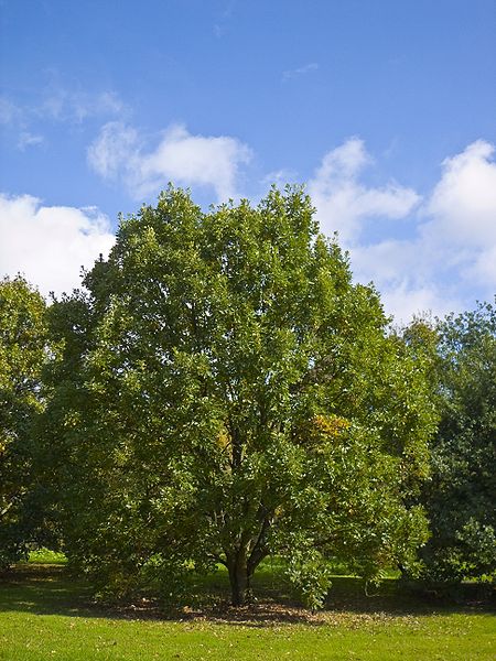 Quercus bicolor