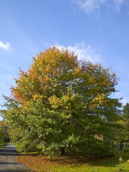 Quercus palustris