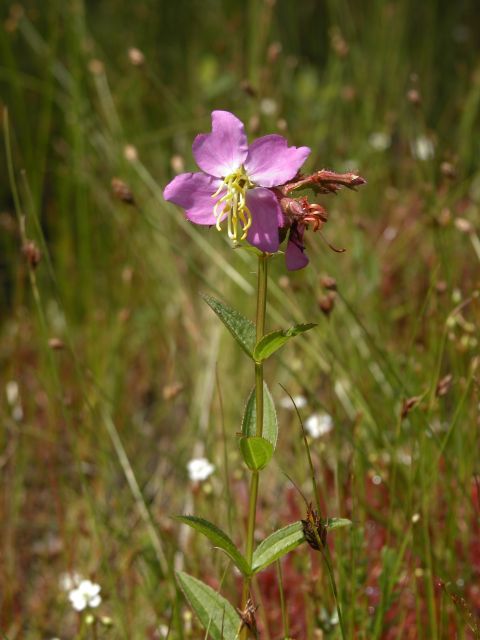 Rhexia virginica