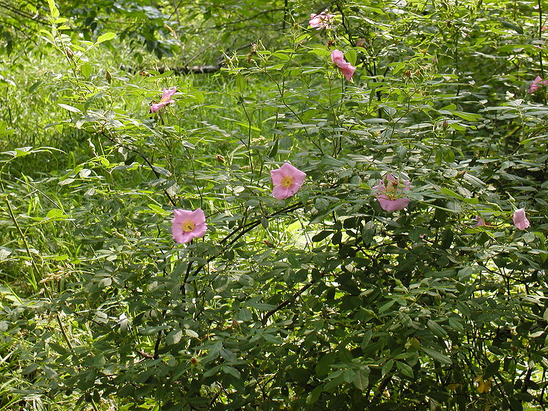 Rosa palustris