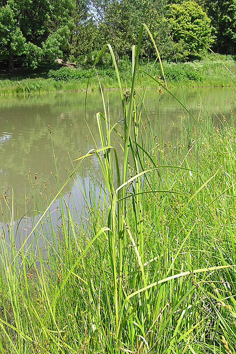 wool grass