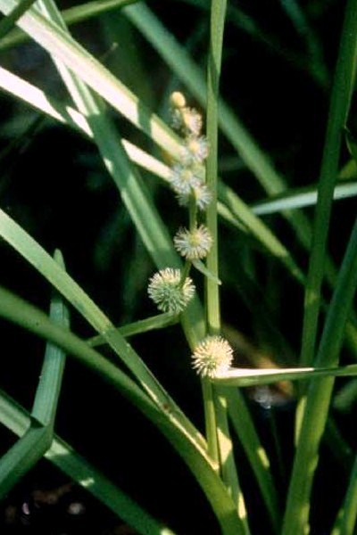 Sparganium americanum