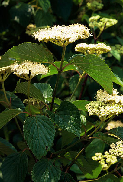 Viburnum dentatum