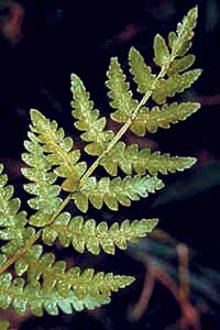 Woodwardia virginica