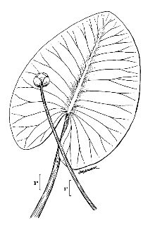 Nuphar lutea