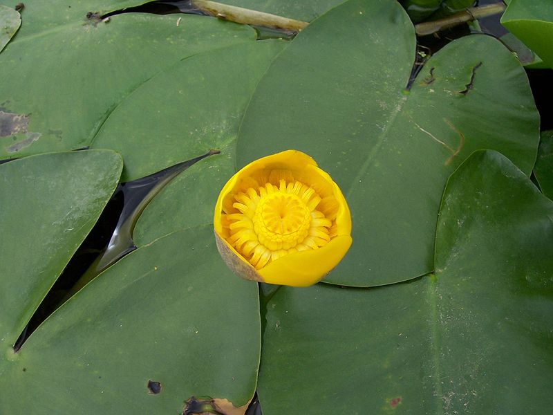 Nuphar lutea