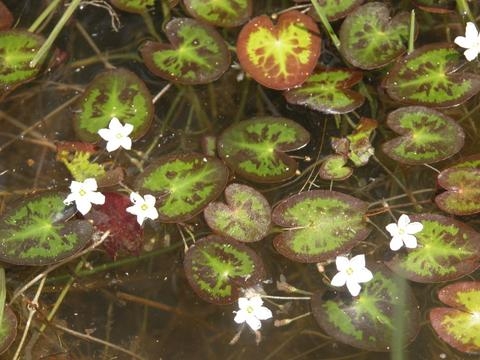 Nymphoides cordata