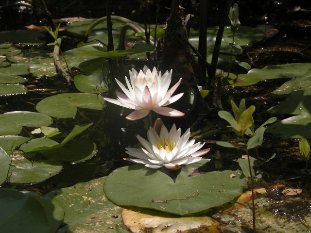 Nymphaea odorata