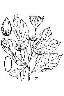 Nyssa sylvatica