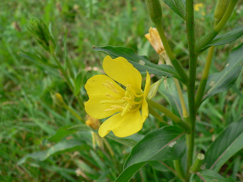 Oenothera biennis