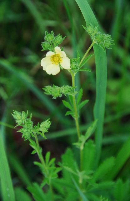 Oenothera laciniata