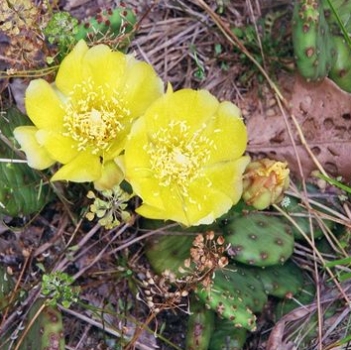 Opuntia humifusa