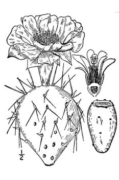 Opuntia humifusa