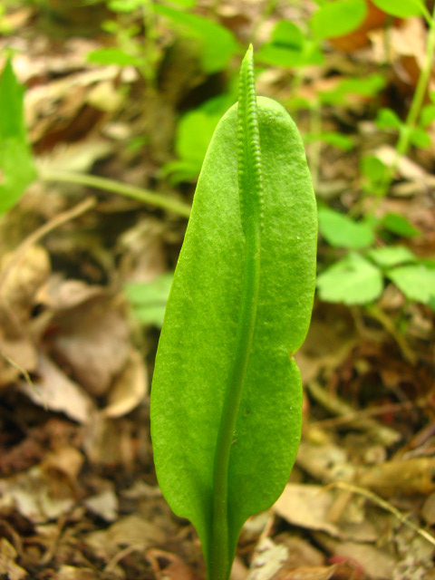 Ophioglossum pusillum