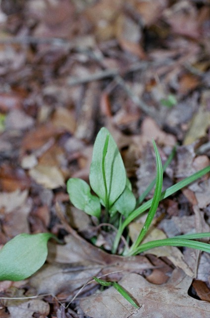 Ophioglossum vulgatum