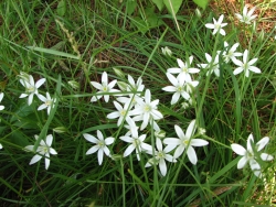 Ornithogalum umbellatum