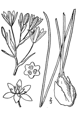 Ornithogalum umbellatum