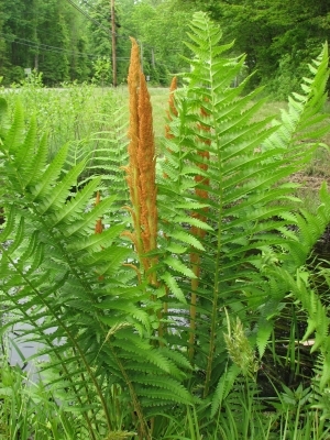 Osmunda cinnamonea