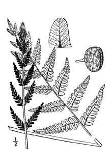 Osmunda cinnamonea