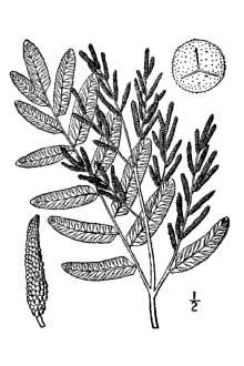 Osmunda regalis