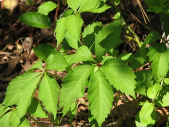 Parthenocissus quinquefolis