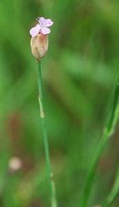 Petrorhagia prolifera