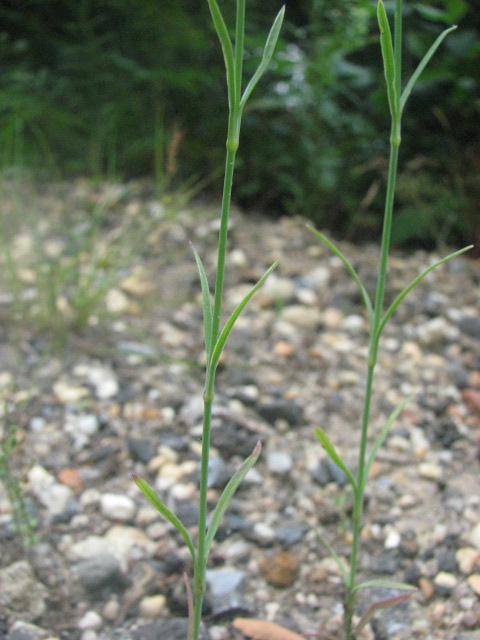 Petrorhagia prolifera