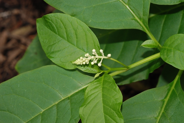Phytolacca americana 