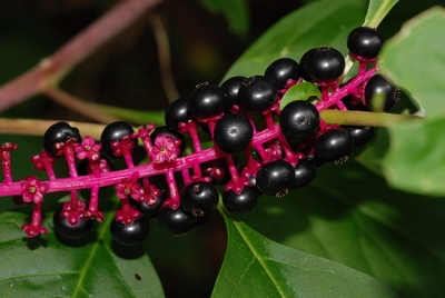Phytolacca americana 