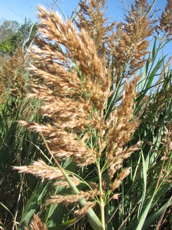 Phragmites australis 