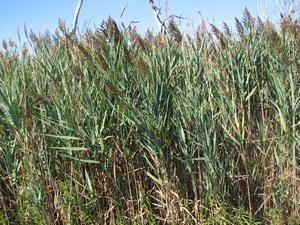 Phragmites australis