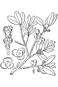 Phoradendron leucarpum 
