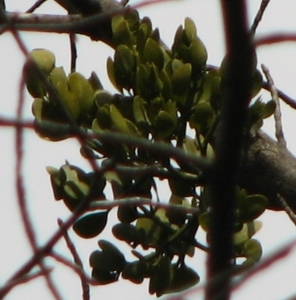 Phoradendron leucarpum 