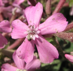 Silene caroliniana Walter ssp. pensylvanica 