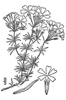 Pholox subulata