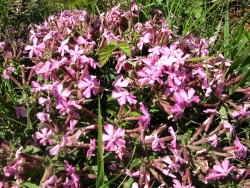 Silene caroliniana Walter ssp. pensylvanica 